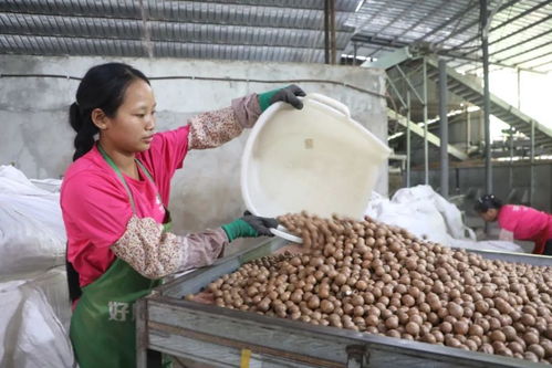 预计产值2.3亿元 芒市澳洲坚果喜迎丰收