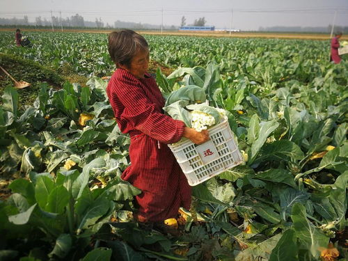 农产品为何卖不上价，国家推“农商互联”，果农菜农的好日子来了