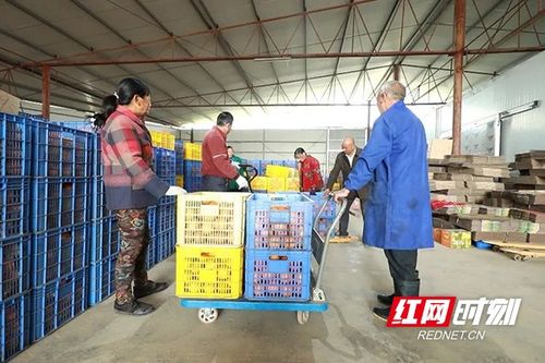 安仁冷货热卖 减产不减收的农产品收购新路径