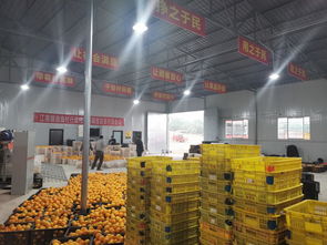 南溪区江南镇农产品初加工厂 热火朝天促加工，农副产品畅销路