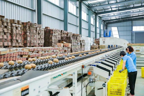 陕西县致富样本 3000人回乡创业带动产业升级，10亿颗猕猴桃线上销售开辟新路径